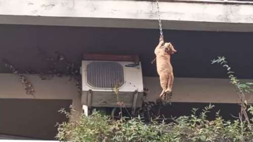 Αδιανόητο - Είχαν δέσει γάτο με αλυσίδα σκύλου από τον λαιμό στο μπαλκόνι - Κρεμόταν στο κενό από τον δεύτερο όροφο