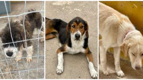 Η Εριέττα Κούρκουλου Λάτση για τα σκυλιά στο κυνοκομείο Τρίπολης που λιμοκτονούν: Αφού με αμφισβητεί ο αντιδήμαρχος, ιδού οι φωτογραφίες