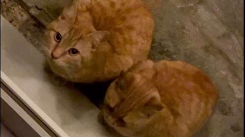 Μια ελπίδα για αυτά τα γλυκάκια; Είναι αγοράκια, κολλητοί και αχώριστοι - Εχουν και βίντεο