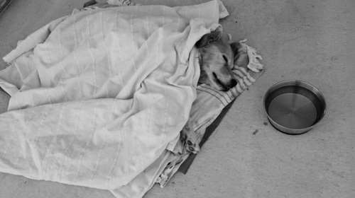 Πέθανε το ηλικιωμένο σκυλάκι που βρέθηκε στη Γλυφάδα: Το μήνυμα στην οικογένειά του που το εγκατέλειψε