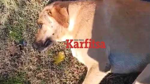 Αδιανόητο περιστατικό στη Θέρμη: 50χρονος επιτέθηκε με μαχαίρι σε αδέσποτα - Τραυμάτισε ένα