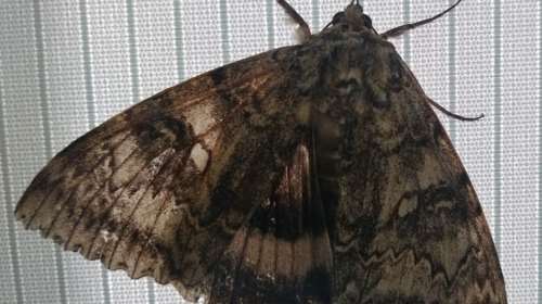 Ακόμη σοκάρει το Τσερνόμπιλ: Ανακαλύφθηκε πεταλούδα σε μέγεθος πουλιού!