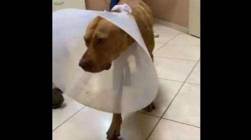 Κτηνωδία στα Χανιά: Σε διαθεσιμότητα ο υπάλληλος της ΔΕΗ που έκοψε τα γεννητικά όργανα του σκύλου