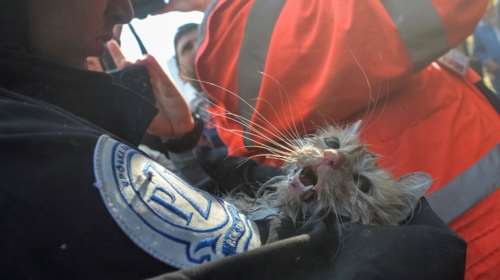 Συγκίνηση: Πυροσβέστες στο Κίεβο, σώζουν ένα γατάκι από τους πρωινούς βομβαρδισμούς με drone [εικόνες]