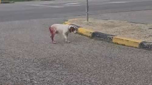 Ηλεία: Άγρια σεξουαλική κακοποίηση σκύλου - &quot;Οι εξελίξεις φτάνουν σε άνθρωπο - Είμαστε κοντά στον δράστη&quot;