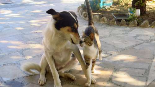 Καύσωνας - Φροντίδα για τα αδέσποτα ζώα: Βαζετε φρέσκο, δροσερό νερό σε ποτίστρες