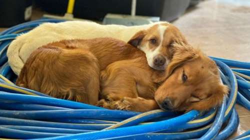 Έτσι καθόντουσαν ο Ρίκο και ο Κόντι  στο δημοτικό κυνοκομείο Τρίπολης