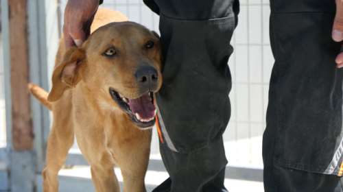 Ο Χάρης ήταν από τα πιο άρρωστα σκυλιά από το δημοτικό κυνοκομείο Σπάρτης