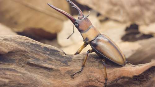 Αποκαλυπτική έρευνα: Ένα στα τέσσερα έντομα της ξηράς έχει εξαφανιστεί τα τελευταία 30 χρόνια