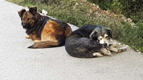 Δ. Γκουγκουλής:  Πέρα από το κρύο, τα ζώα κινδυνεύουν ιδιαίτερα από τα ψυχρά ρεύματα αέρα - Αναγκαία η φροντίδα των αδέσποτων