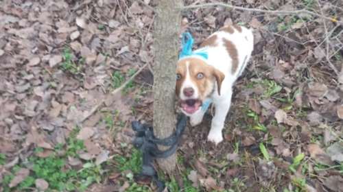 Καρδίτσα: Κακοποίησαν σεξουαλικά κουτάβι με στρογγυλό αντικείμενο -  Oύρλιαζε  ήταν δεμένο με ζώνη