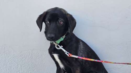 Γεννήθηκε σε βουνό της επαρχίας από αδέσποτη σκυλίτσα πολύ φοβική: Φοβάται και εκείνη αλλά με την κουταβίσια περιέργεια