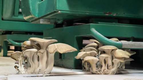 Μανιτάρια α λα... τρεν από Παππά - Γαννούλη: Οι εικόνες σε βαγόνι τρένου - Τι απαντά η  ΤΡΑΙΝΟΣΕ