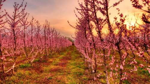 Άνθισαν οι ροδακινιές της Βέροιας - Βάφτηκε ροζ ο εύφορος κάμπος της Ημαθίας
