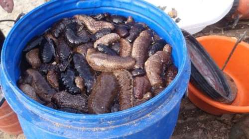 Κυλλήνη: Παράνομο φορτίο με 700 κιλά ψωλιάγκων αξίας ενός εκατ. ευρώ [εικόνα]