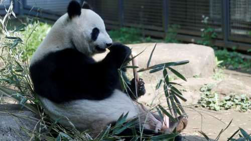 Ιαπωνία: Πάντα γέννησε δίδυμα για πρώτη φορά και το χρηματιστήριο... απογειώθηκε [εικόνες]