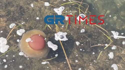 &quot;Cotylorhiza tuberculata&quot;: Ποιες είναι οι μέδουσες - &quot;τηγανητό αυγό&quot; που εμφανίστηκαν σήμερα στον Θερμαϊκό [Βίντεο]