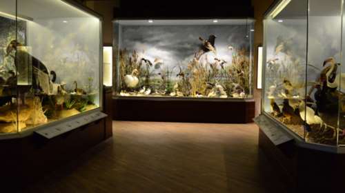 Μουσείο Μανιταριών: Ένα καινοτόμο μουσείο με νέες τεχνολογίες