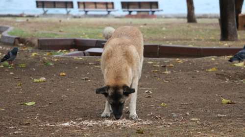 Γιατί ο σκύλος τρώει ακαθαρσίες και περιττώματα - Πώς θα το αντιμετωπίσετε