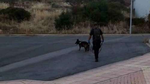 Σάλος από καταγγελία για μαζική δηλητηρίαση γατιών στην Κρήτη [Εικόνα]