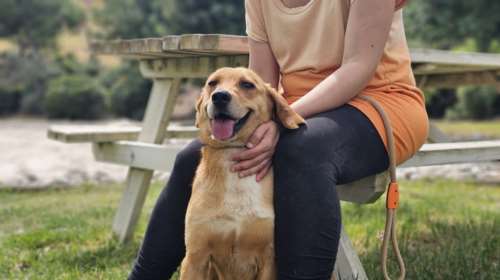 Η Πόλυ από το δημοτικό κυνοκομείο Τρίπολης είναι πλέον ένα άλλο σκυλί: Γελάει και λάμπει ολόκληρη