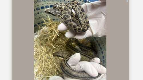 Ένας νεαρός και ένας ενήλικος λαφιάτης, σε αστική περιοχή - Είναι ακίνδυνα και χρήσιμα - Μάθετε να τα γνωρίζετε