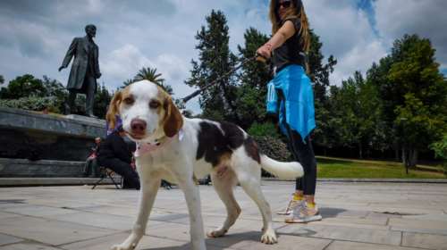 Επικήρυξαν τον άγνωστο που δηλητηριάζει αδέσποτα σκυλιά στην Καστοριά