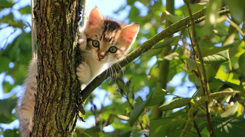 Νέα φρίκη με ζώα: Εσφαξαν 8 γάτες στην Πάτρα, τις βρήκαν αποκεφαλισμένες
