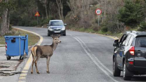 Πάνω από 217 ελάφια έχουν σκοτωθεί στο οδικό δίκτυο της Ρόδου