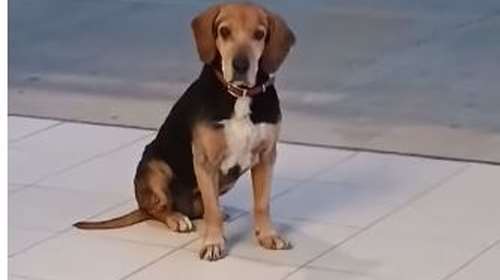 Κοιτάξτε το βλέμμα του σκυλάκου που εγκαταλείφθηκε σε δρόμο ταχείας κυκλοφορίας στην Ανάβυσσο - Βίντεο