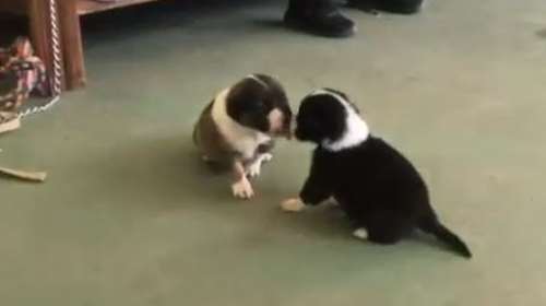 Σώστε ένα αδεσποτάκι: Φιλί, φιλί σ&#39; ανάστησα -  20 ημερών τα πέταξαν το ένα στον Αλιμο, το άλλο Ηλιούπολη