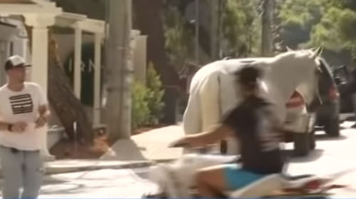 Φωτιά στη Βαρυμπόμπη: Καρέ - καρέ τα άλογα που έτρεχαν αλαφιασμένα στην πλατεία - Μεγάλη επιχείρηση απομάκρυνσής τους [Βίντεο]