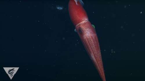 Το &quot;αλλήθωρο&quot; καλαμάρι-φράουλα: Έχει ένα μικρό μαύρο μάτι κι ένα τεράστιο κίτρινο [βίντεο]