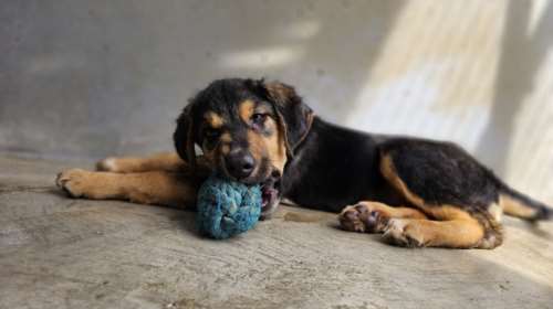 Σώστε ένα αδεσποτάκι: Είμαι ο Μπάτον, είμαι Αιγόκερος και έχω και έναν αδερφό τον Μπένζαμιν - Για μας δεν υπάρχουν άπειρες ζωές