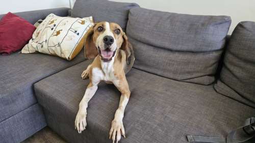 Ο Ολιβερ είναι από τα σκυλιά που γεννήθηκαν για να αγαπούν τους ανθρώπους