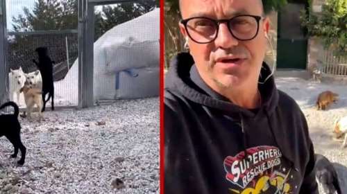 &quot;Έχω σώσει πάνω από 4.000 σκυλιά. Πούλησα ότι είχα και δεν είχα&quot;-Το καταφύγιο που στηρίζουν εθελοντές από όλο τον κόσμο
