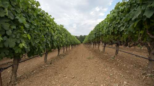 Αυτά είναι τα καλύτερα ελληνικά κρασιά: Το λευκό από τη Σαντορίνη και το "πειραγμένο" κόκκινο από τη Νεμέα