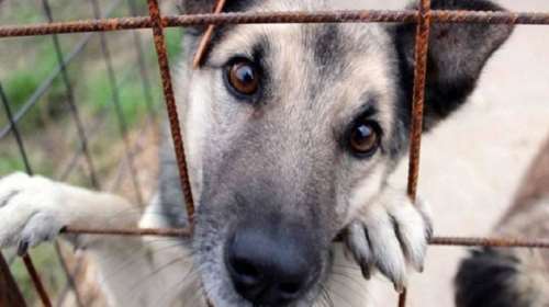 Κακούργημα το αδίκημα του βασανισμού ζώων