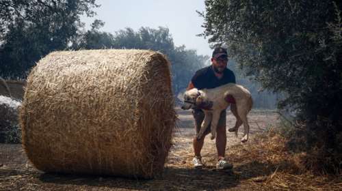Ημερίδα: Πρώτες βοήθειες σε σκύλους, διάσωση ζώων κατά τη διάρκεια φυσικών καταστροφών