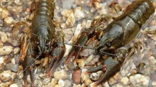 Λάρισα: Ο Πηνειός γέμισε με καραβίδες και καβούρια [βίντεο]