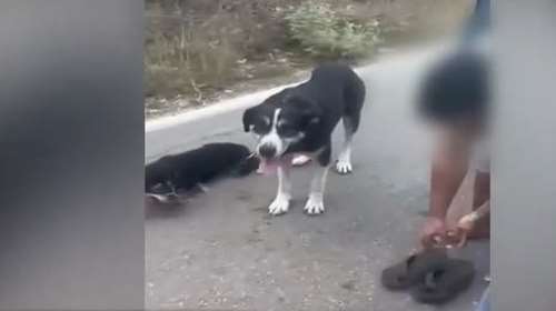 Θεοσεβούμενος ιερέας στη Λευκάδα έσερνε με αλυσίδες τα σκυλιά του στην άσφαλτο - Τι καταγγέλλει το ζευγάρι που τον είδε