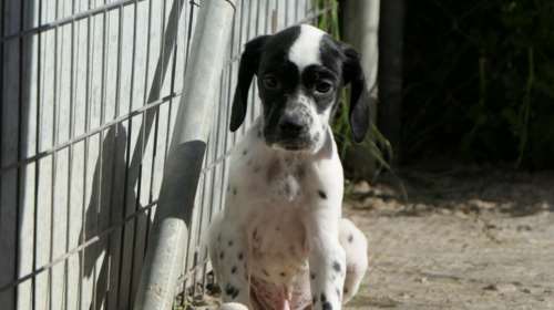 Πέντε κουτάβια έκανε η Σιμόν - Τα γέννησε σε μια σπηλιά κοντά σε ένα χωριό - Ο Πέρσι