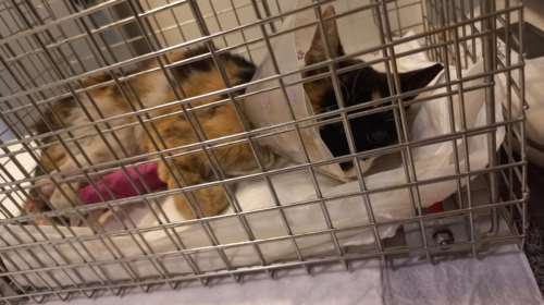 H Zωούλα: Παλεύουμε να τη σώσουμε - Εχει επιβαρυμένη υγεία και θα ακρωτηριαστεί το ποδαράκι της