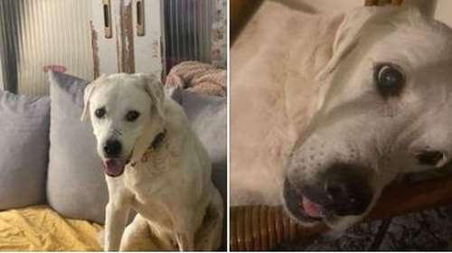 Ο Οδυσσέας, ο παππούλης της Βρούβας παλεύει με τον καρκίνο - Η ανάρτηση του Adopt a paw today