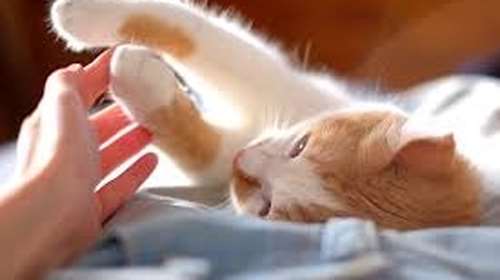 Ακρωτηριασμός άκρου στη γάτα μας: Τι σημαίνει για το αγαπημένο μας ζωάκι