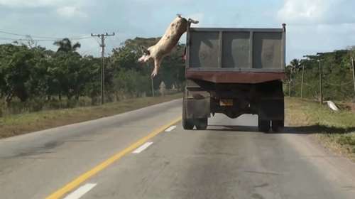 &quot;Why Look at Animals?&quot;: 60 καλλιτέχνες ζητούν μέσα από τα έργα τους δικαιοσύνη για τη μη ανθρώπινη ζωή