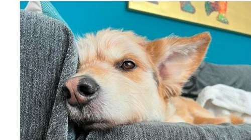 Δανάη Μιχαλάκη: Πιο καταπληκτική φωτογραφία δεν έχει - Η κόρη της με το σκυλάκι της οικογένειας