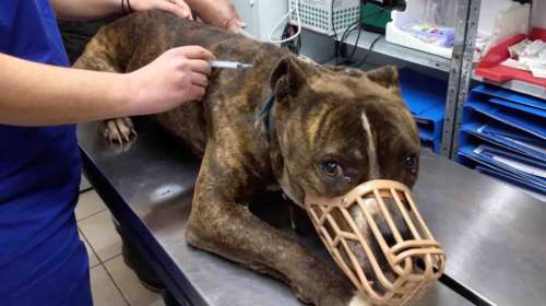 ΠΦΠΟ: Τουλάχιστον 30 αιτήματα υιοθεσίας για τον σκύλο από τη Ζάκυνθο