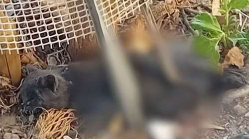 Κυψέλη: Serial killer αφήνει ακέφαλα τα πτώματα γατιών σε διάφορα σημεία - &quot;Αν συνεχίσεις θα σκοτώσω και τα άλλα&quot;