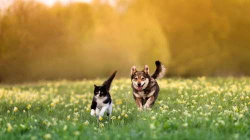 Ανοιξη: Πόσο επικίνδυνη είναι για τους τετράποδους αγαπημένους φίλους μας - Οι κίνδυνοι που κρύβει